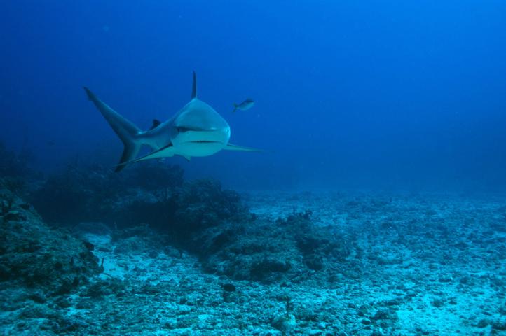 SXM Proselyte shark sept 2007_4.jpg